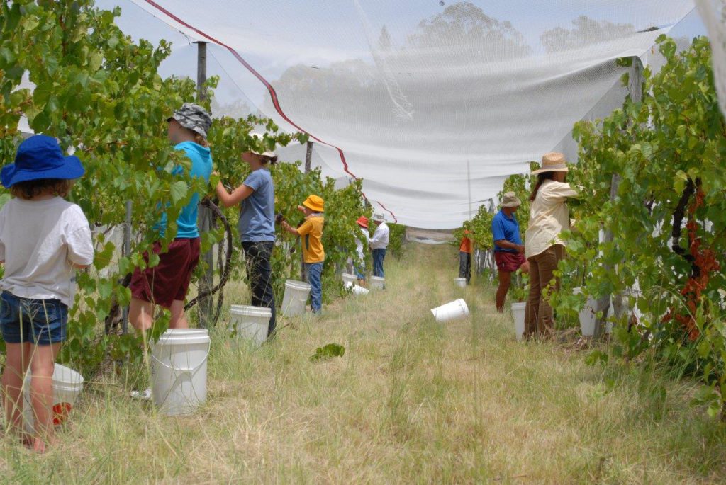 Chardonnay Harvest Twisted Gum Wines   Chardonnay Harvest 1024x685 